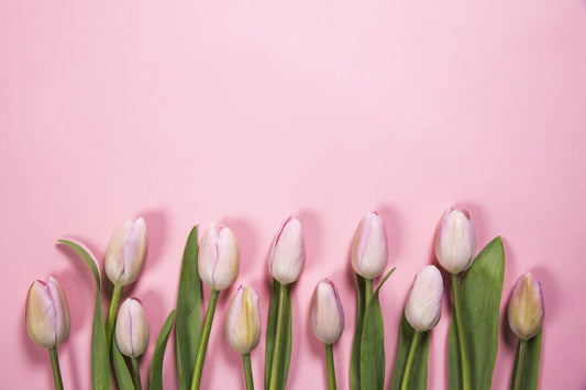 Pink tulips with pink background