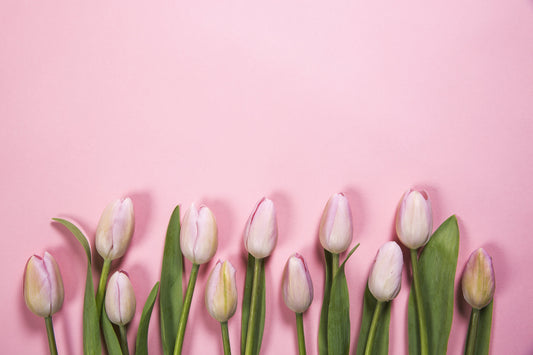 Pink tulips with pink background 